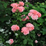 Corail Gelée / Корал желе